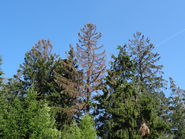 Waldbrand- und Borkenkäfergefahr.jpg © BBK Zwettl Waldbrand- und Borkenkäfergefahr.jpg © BBK Zwettl