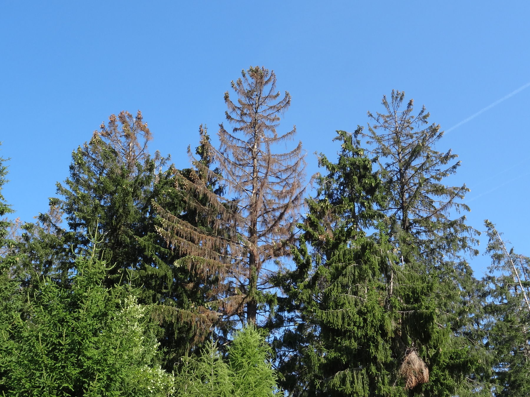 Waldbrand- und Borkenkäfergefahr.jpg © BBK Zwettl Waldbrand- und Borkenkäfergefahr.jpg © BBK Zwettl