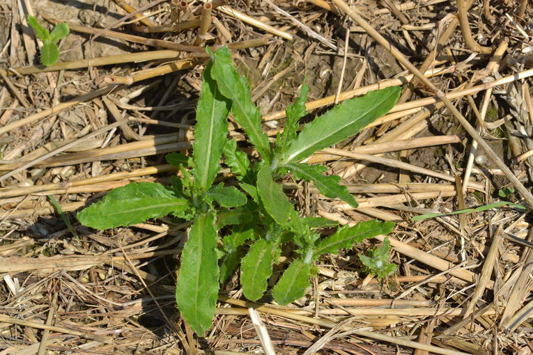 Distel.jpg © LK OÖ/Köppl