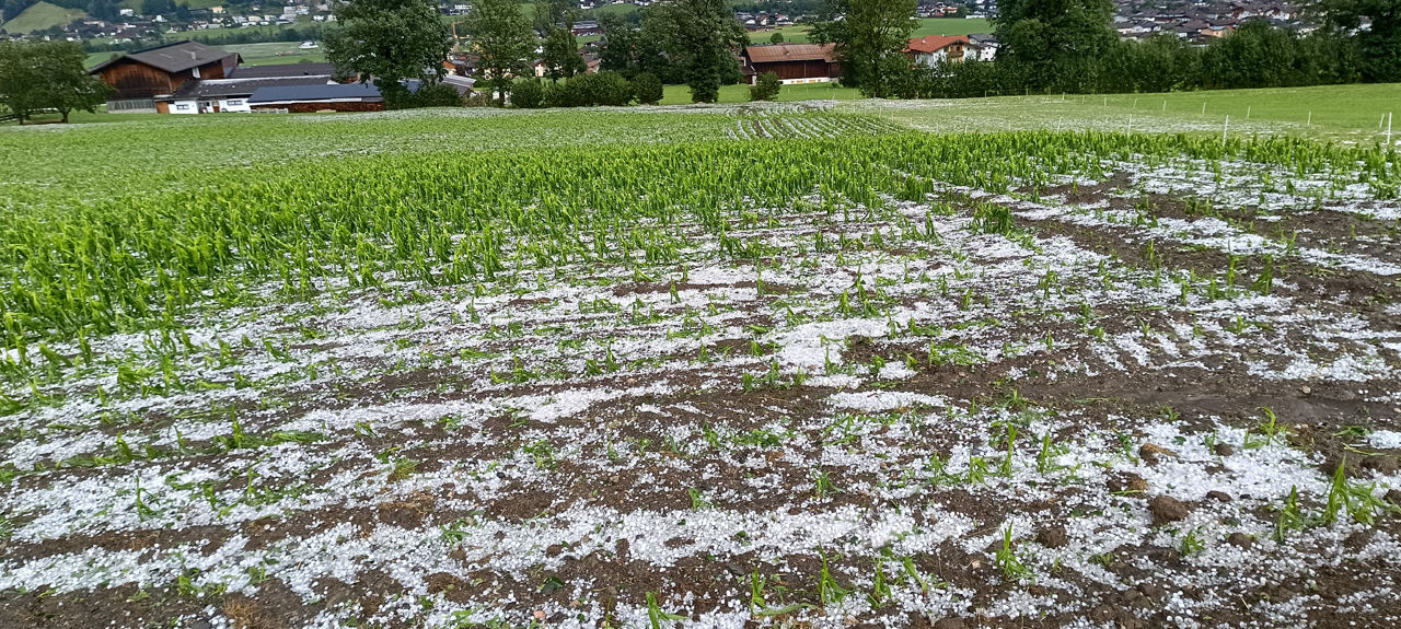 Hagelkörner in Maisfeld/Tirol 3 26.06.2025 .jpg © Johann Zeller/Fügenberg