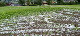 Hagelkörner in Maisfeld/Tirol 3 26.06.2025 .jpg © Johann Zeller/Fügenberg