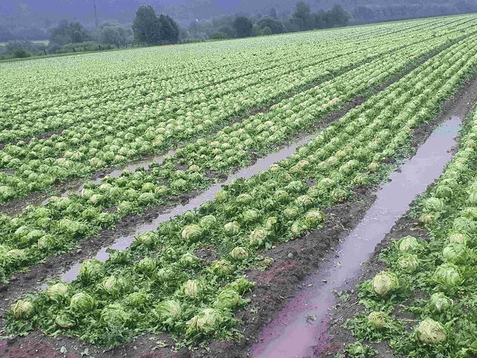 Hagelschaden an Eissalat in Inzing/Tirol.jpg © ÖHV