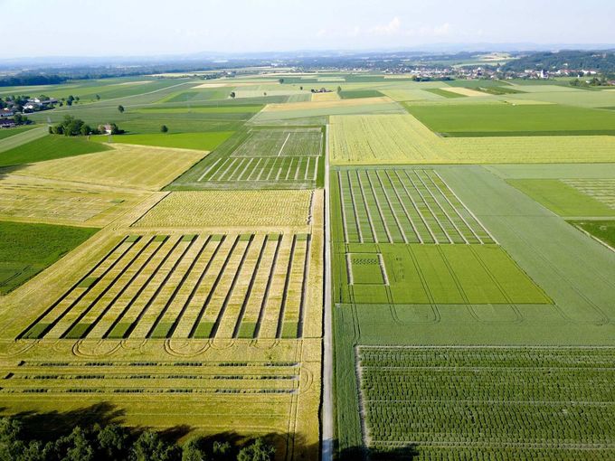 Versuchsparzellen am Standort Reichersberg.jpg © Saatbau Linz