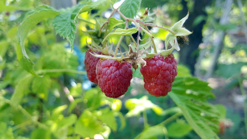 Himbeeren_C Stinglmayr_klein.jpg © Stefan Stinglmayr
