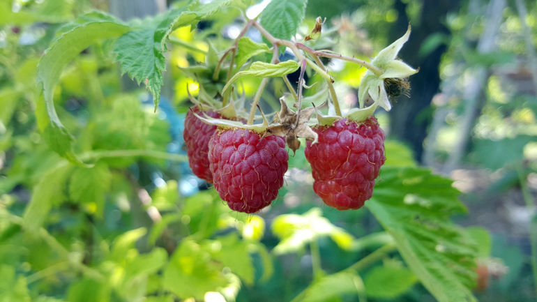 Himbeeren_C Stinglmayr_klein.jpg © Stefan Stinglmayr