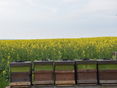 Raps_Bienen._Bienenzentrum OÖ © Beim Reden kommen die Leut zam. Das gilt auch beim bienenfreundlichen Rapsanbau