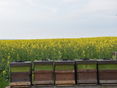 Raps_Bienen._Bienenzentrum OÖ © Beim Reden kommen die Leut zam. Das gilt auch beim bienenfreundlichen Rapsanbau