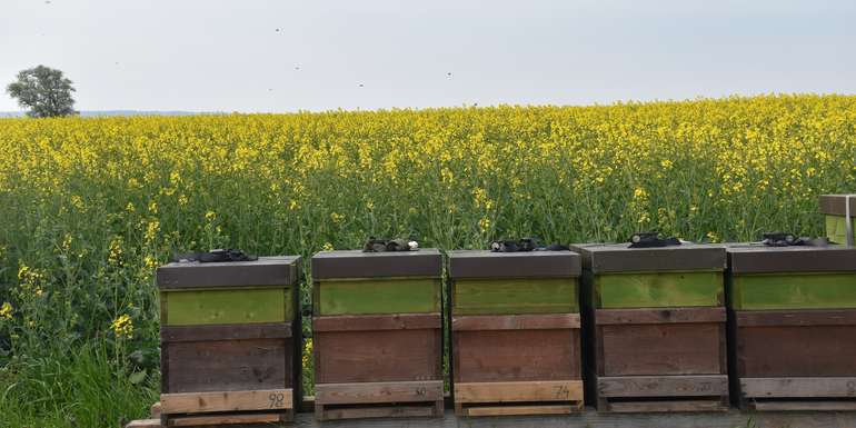 Raps_Bienen._Bienenzentrum OÖ.jpg © Beim Reden kommen die Leut zam. Das gilt auch beim bienenfreundlichen Rapsanbau
