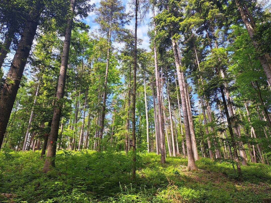 Fichte-Tanne-Buche Bestand.jpg © Simon Feichter-LK Niederösterreich Fichte-Tanne-Buche Bestand.jpg © Simon Feichter-LK Niederösterreich