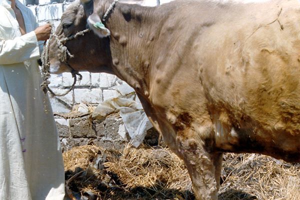 lumpy cow.jpg © F. Glyn Davies