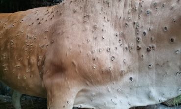 lumpy_skin.jpg © EFSA