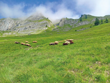 Almauftriebsliste: Abgabefrist endet am 15. Juli.jpg © Etter