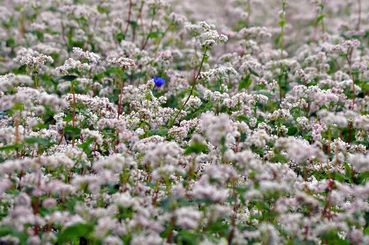 buckwheat-flowers.jpg © pixabay