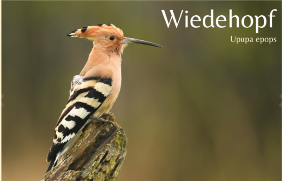 Wiedehopf.png © LK Wien