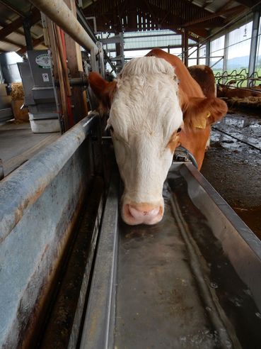 Wasserbedarf.jpg © LK Kärnten/Stromberger
