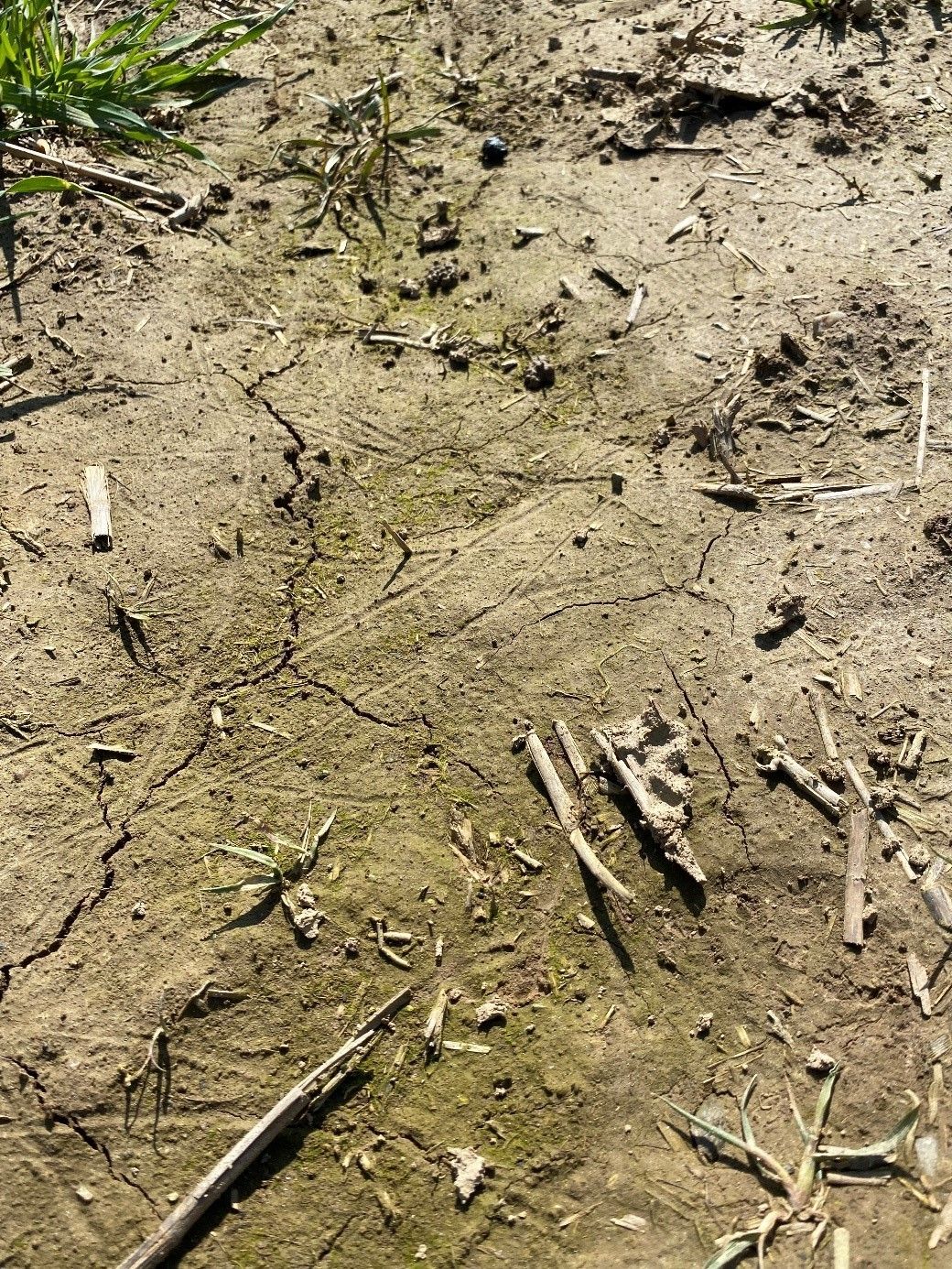SoilRise  - Landwirte betreiben Regenwurmforschung_Winkovitsch - Foto 1.jpg © DI Claudia Winkovitsch