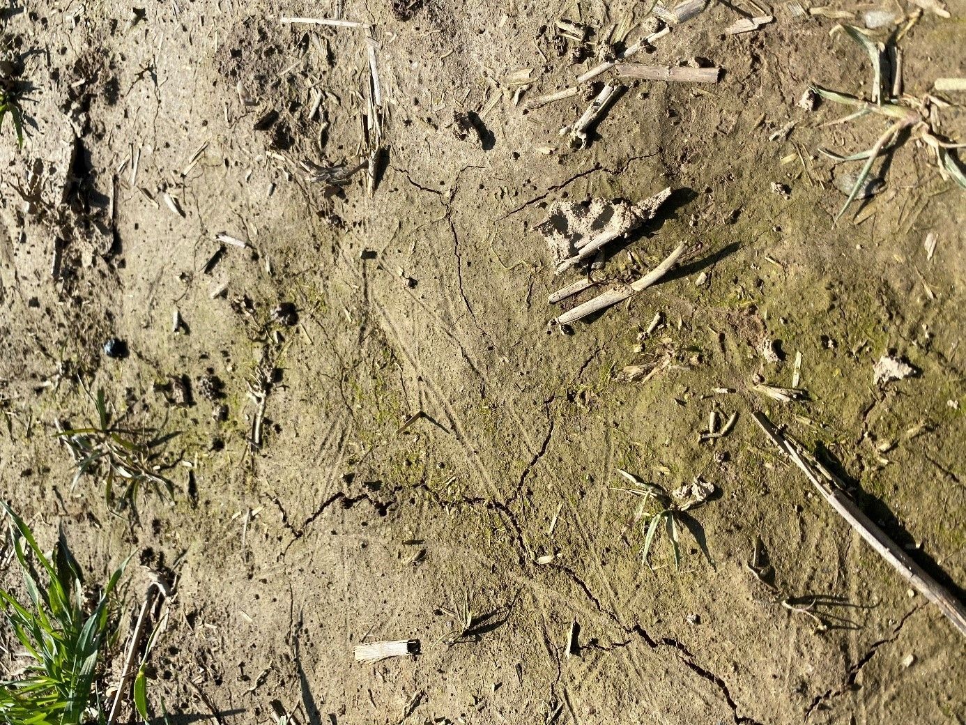 SoilRise  - Landwirte betreiben Regenwurmforschung_Winkovitsch - Foto 1.jpg © DI Claudia Winkovitsch