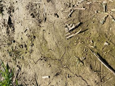 SoilRise  - Landwirte betreiben Regenwurmforschung_Winkovitsch - Foto 1.jpg © DI Claudia Winkovitsch