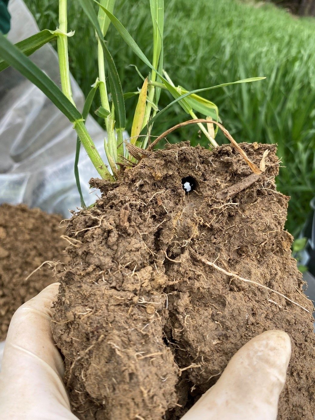 SoilRise  - Landwirte betreiben Regenwurmforschung_Winkovitsch - Foto 3.jpg © DI Claudia Winkovitsch
