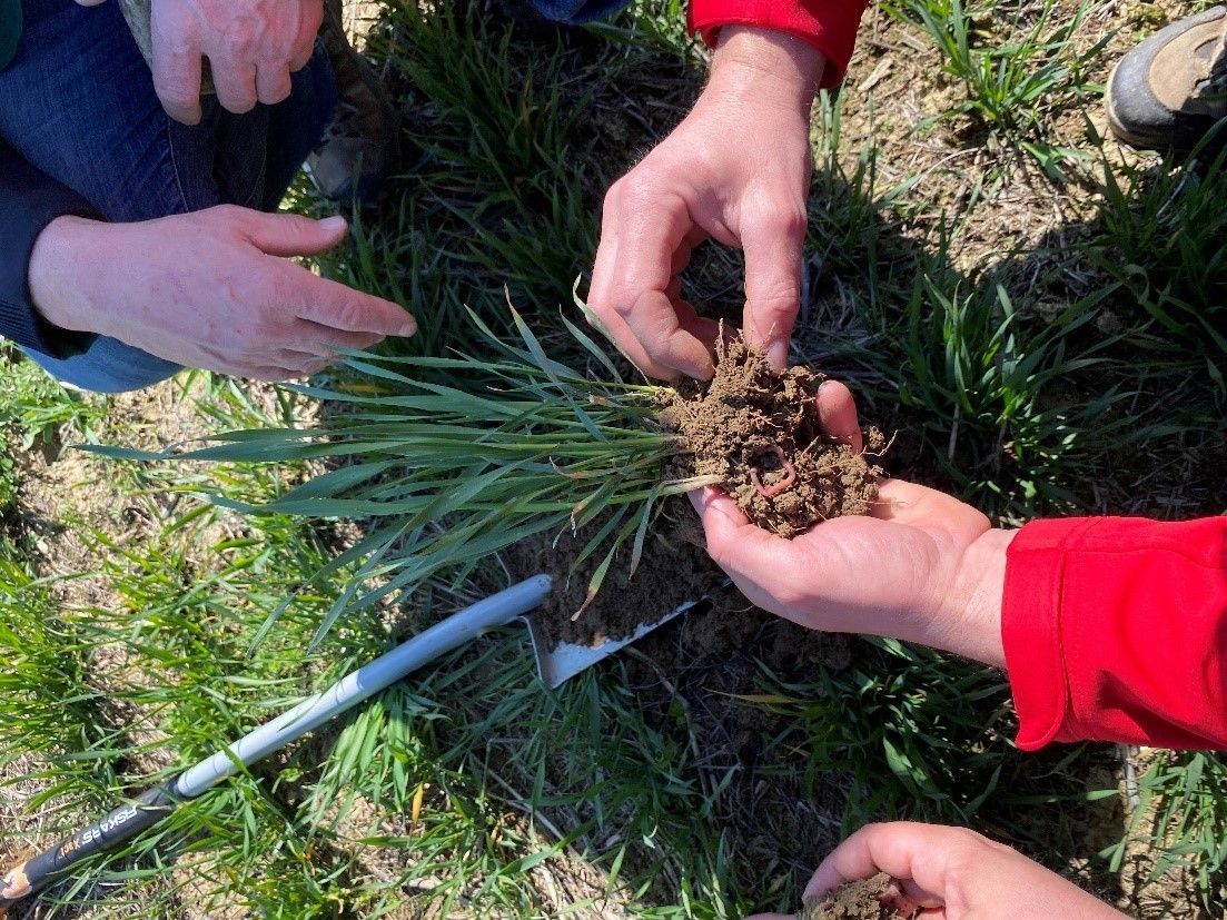 SoilRise  - Landwirte betreiben Regenwurmforschung_Winkovitsch - Foto 4.jpg © DI Claudia Winkovitsch