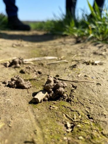 SoilRise  - Landwirte betreiben Regenwurmforschung_Winkovitsch - Foto 5.jpg © DI Claudia Winkovitsch