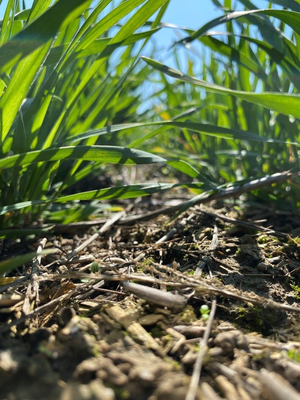 SoilRise  - Landwirte betreiben Regenwurmforschung_Winkovitsch - Foto 6.jpg © DI Claudia Winkovitsch