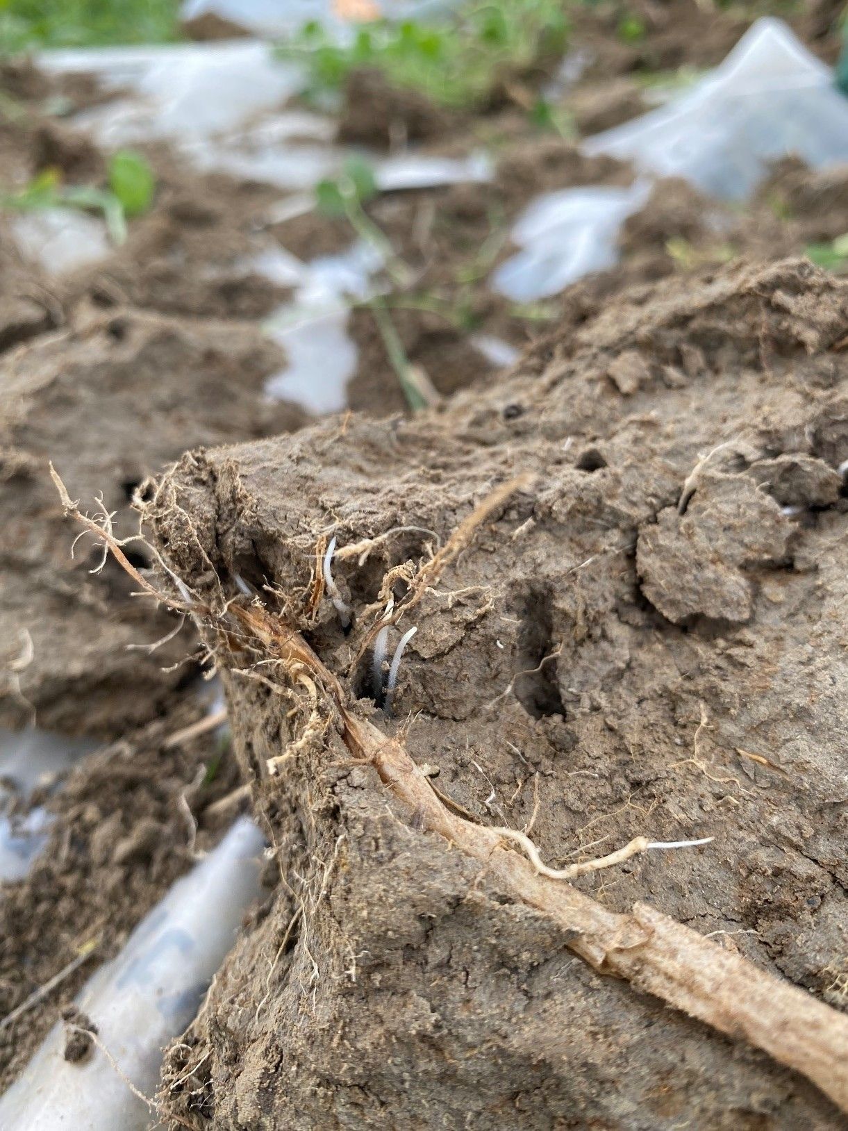 SoilRise  - Landwirte betreiben Regenwurmforschung_Winkovitsch - Foto 7.jpg © DI Claudia Winkovitsch