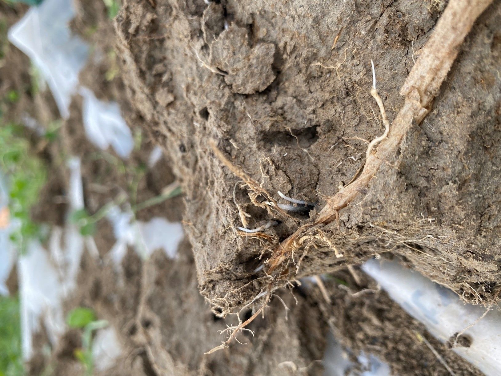 SoilRise  - Landwirte betreiben Regenwurmforschung_Winkovitsch - Foto 7.jpg © DI Claudia Winkovitsch