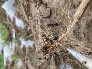 SoilRise  - Landwirte betreiben Regenwurmforschung_Winkovitsch - Foto 7.jpg © DI Claudia Winkovitsch