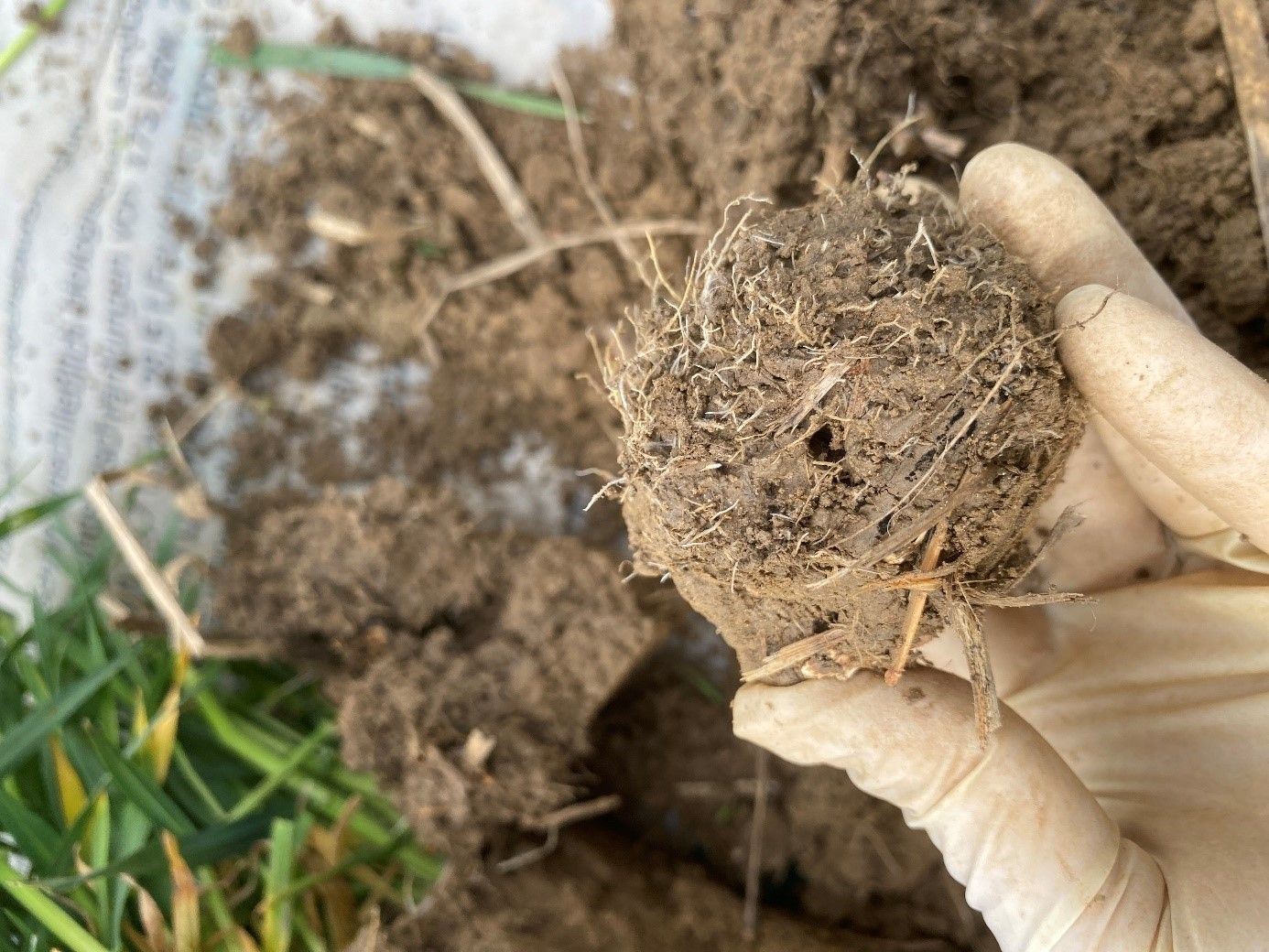 SoilRise  - Landwirte betreiben Regenwurmforschung_Winkovitsch - Foto 8.jpg © DI Claudia Winkovitsch