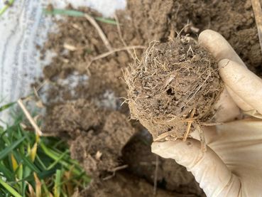 SoilRise  - Landwirte betreiben Regenwurmforschung_Winkovitsch - Foto 8.jpg © DI Claudia Winkovitsch