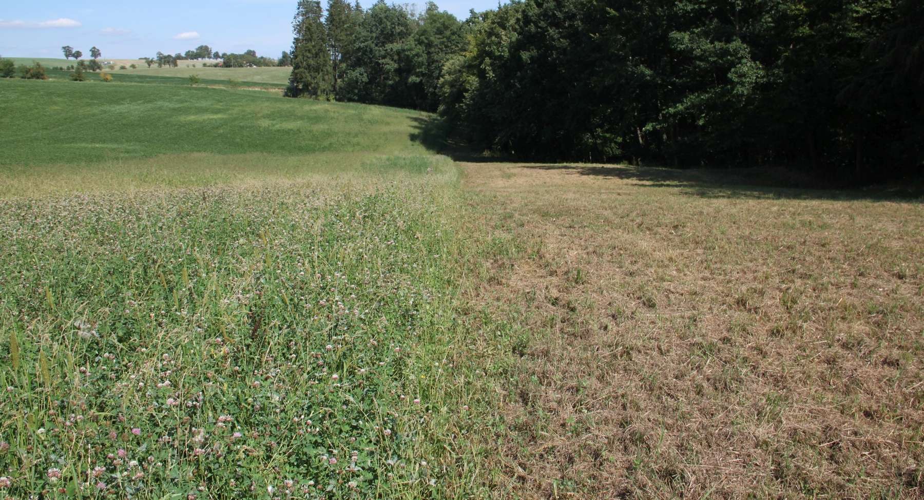 Grünbrache teilweise gehäckselt.jpg © LK OÖ/Mandl