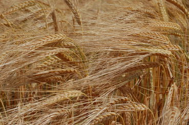 Wintergerste.jpg © Mag. DI Schally