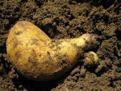 Zwiewuchs bei Erdäpfel.jpg © LK NÖ