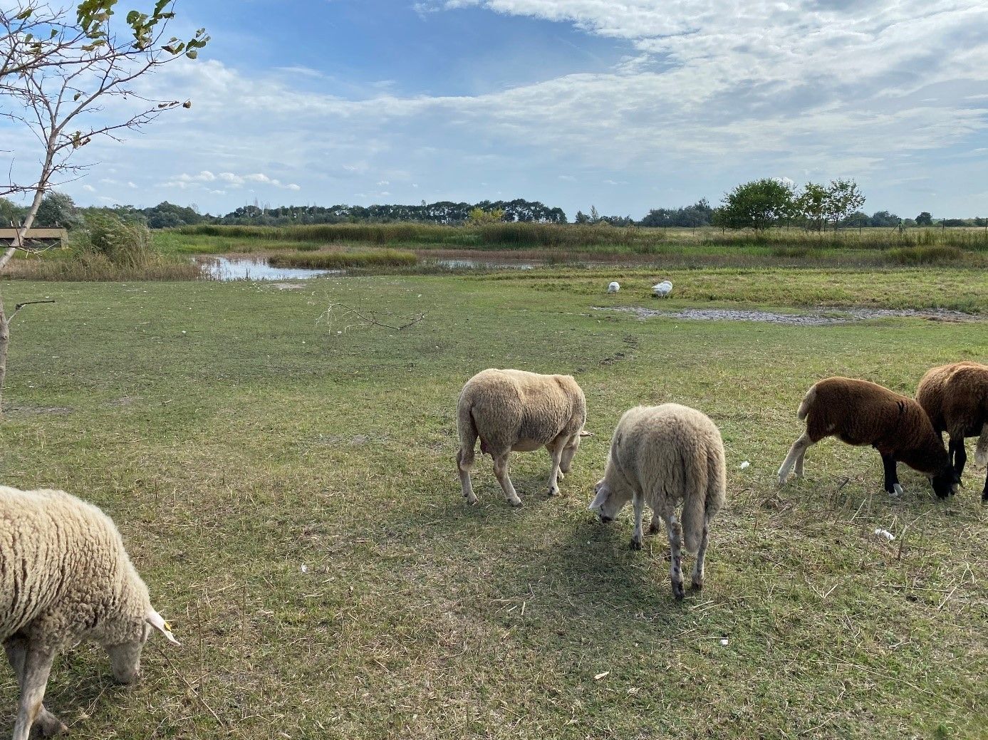 Gelebte Biodiversität - Rückblick auf die Exkursionen St. Martins Frauenkirchen - Winkovitsch_10.jpg © DI Claudia Winkovitsch Gelebte Biodiversität - Rückblick auf die Exkursionen St. Martins Frauenkirchen - Winkovitsch_10.jpg © DI Claudia Winkovitsch