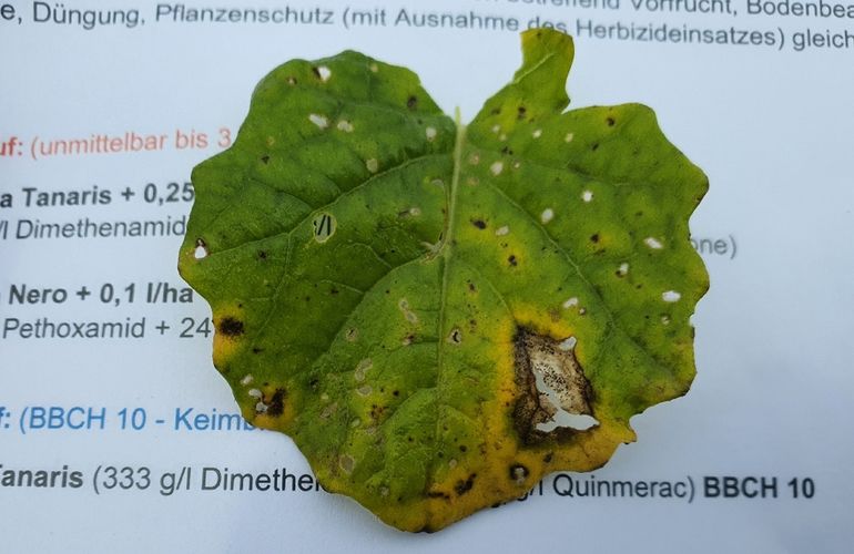 Phoma_2025.jpg © BWSB/Lehner