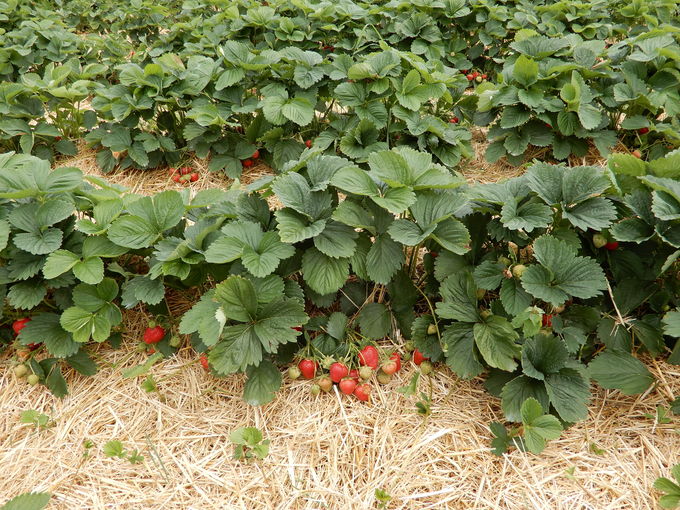 Pflanzung von Erdbeeren.jpg © LK Steiermark