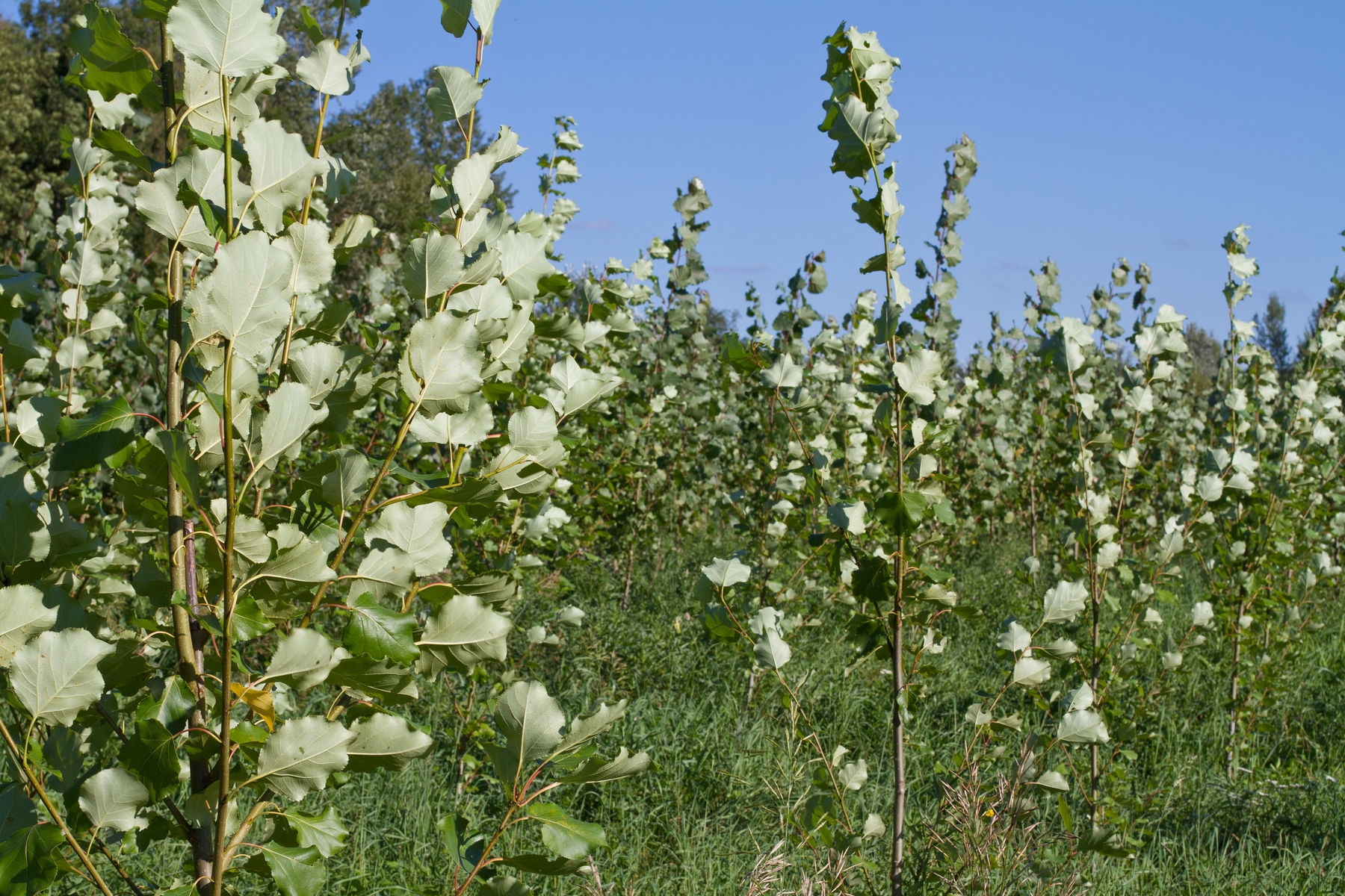 Die Anlage von Kurzumtriebsflächen, Christbuamkulturen und Agroforstflächen ist innerhalb von zehn Jahren der Forstbehörde zu melden..jpg © LK OÖ/Reh Die Anlage von Kurzumtriebsflächen, Christbuamkulturen und Agroforstflächen ist innerhalb von zehn Jahren der Forstbehörde zu melden..jpg © LK OÖ/Reh