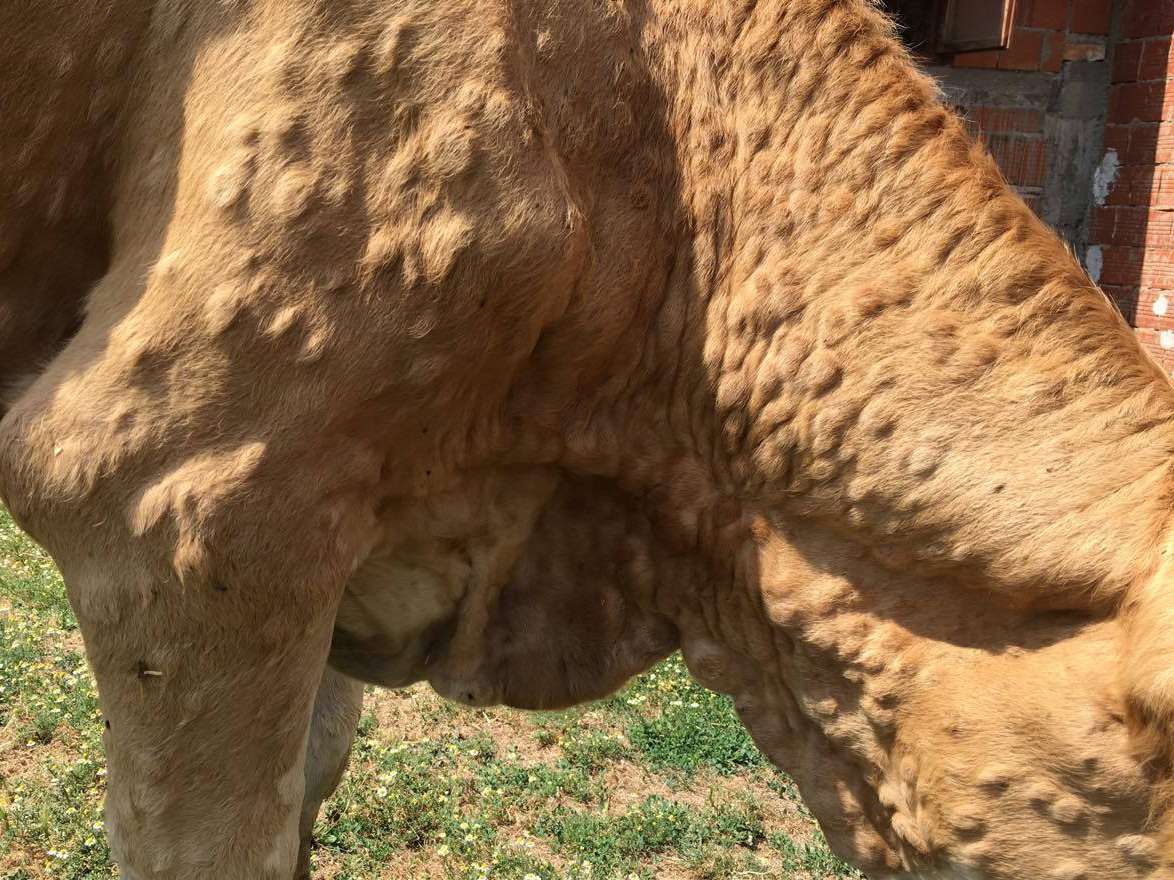 Lumpy Skin Disease © Karl Bauer