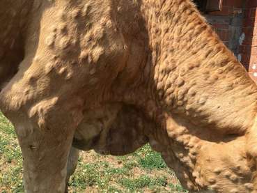 Lumpy Skin Disease © Karl Bauer