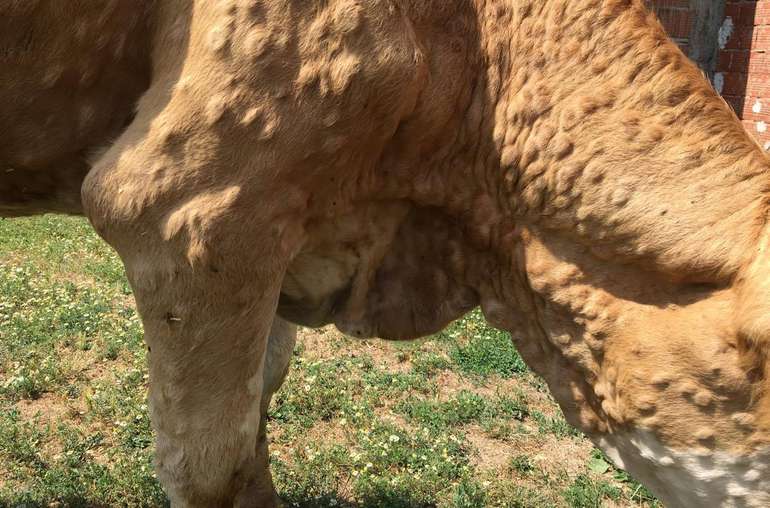 Lumpy Skin Disease © Karl Bauer