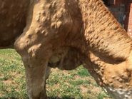 LSD - Lumpy Skin Disease 1.jpg © Karl Bauer