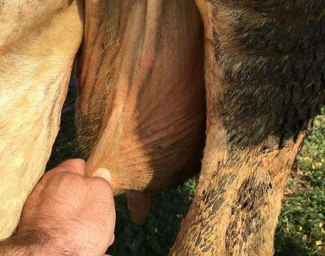 Hautknoten am Euter und zwischen den Hinterextremitäten. © Dr. Karl Bauer