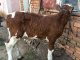 Hautknoten bei einem Kalb. © Dr. Karl Bauer