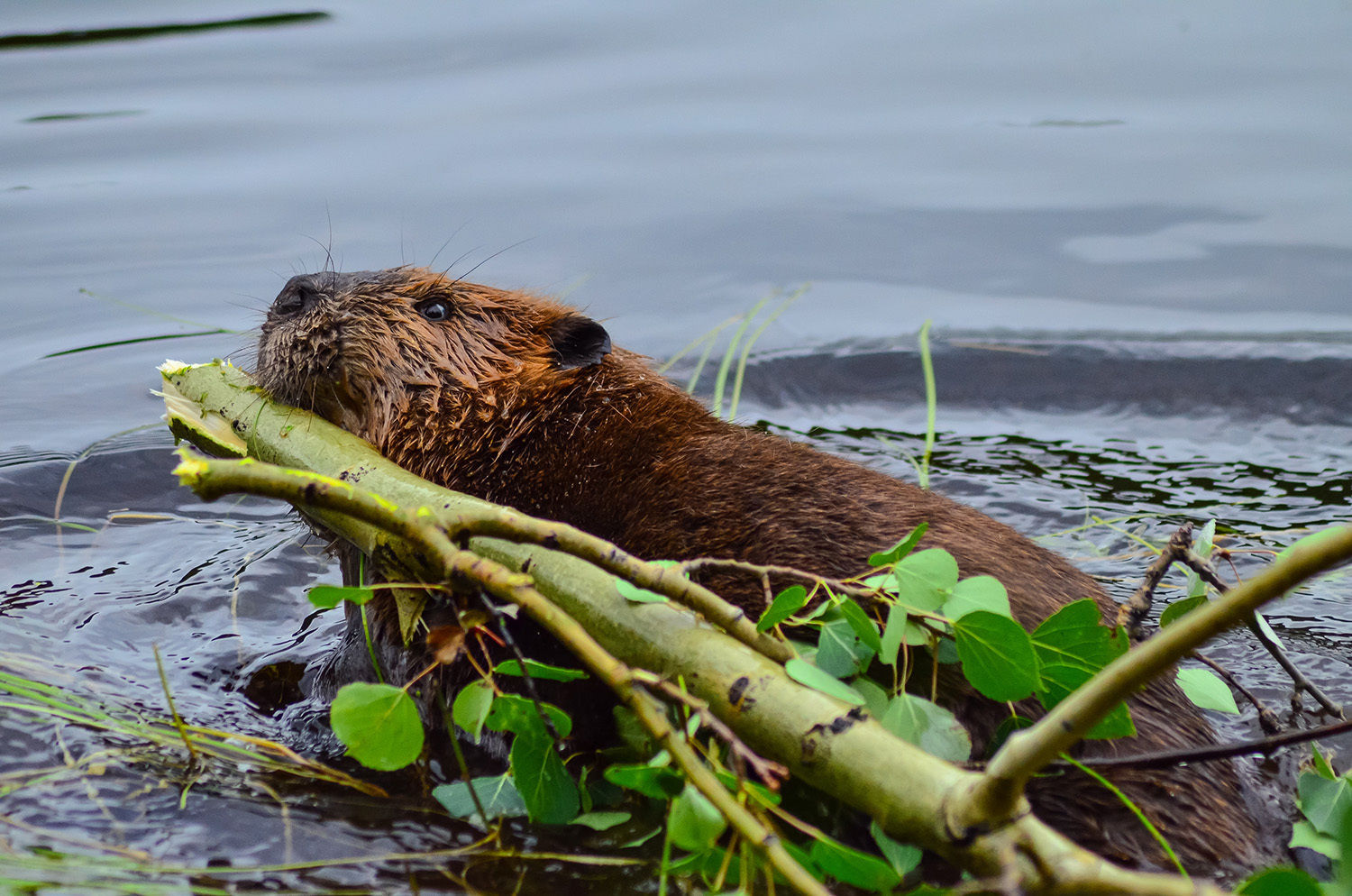 Ein Biber im Wasser mit Baumteilen © Czech the World-AdobeStock.com