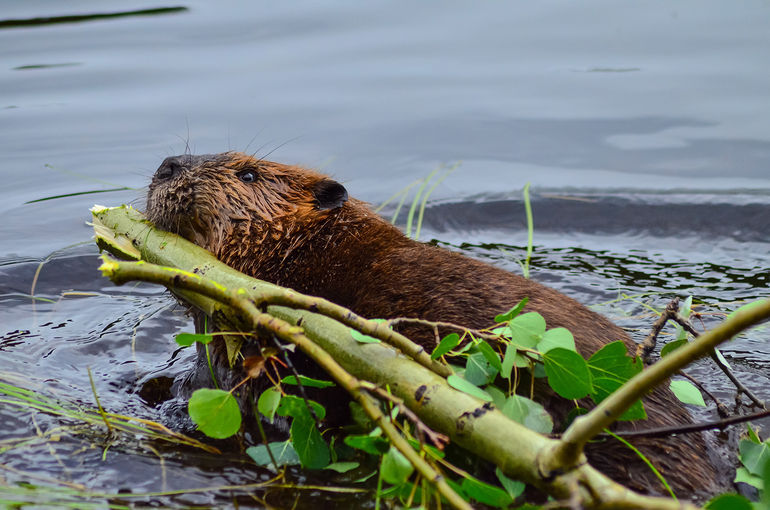 Ein Biber im Wasser mit Baumteilen © Czech the World-AdobeStock.com