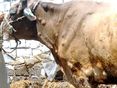 lumpy cow © F. Glyn Davies; EFSA