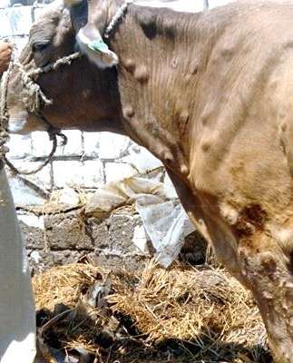 lumpy cow.jpg © F. Glyn Davies; EFSA