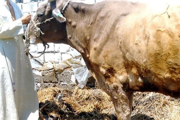 lumpy cow.jpg © F. Glyn Davies; EFSA