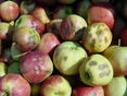 © LK Steiermark/Obstbau